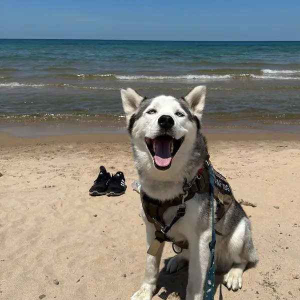 Juno, off the leash