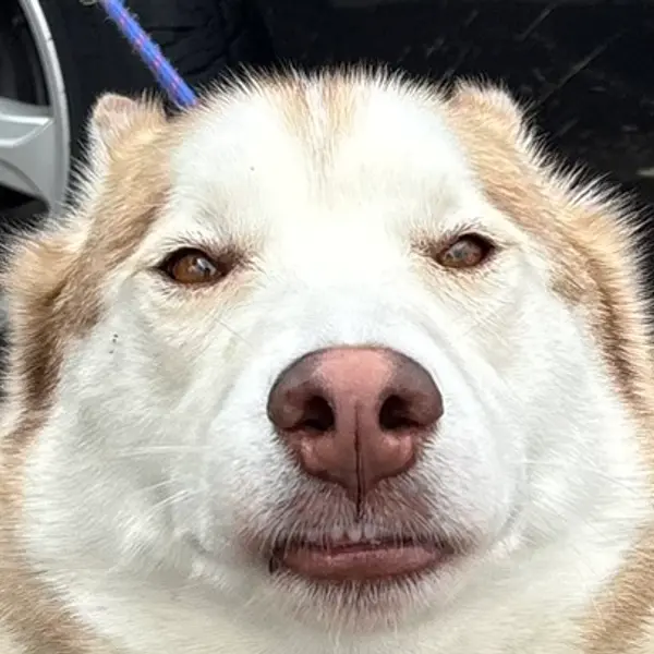 Good boy