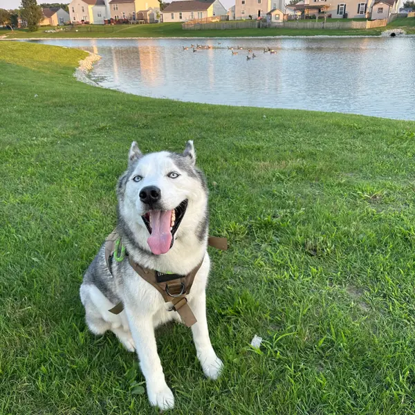 Trail dog